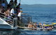 Jervis Bay Boom Netting And Dolphins Tour - thumb 5