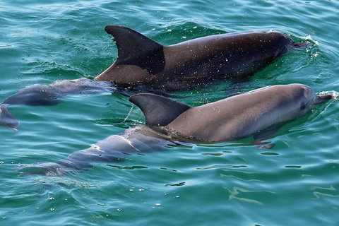 Jervis Bay Boom Netting And Dolphins Tour - Hervey Bay Accommodation 13