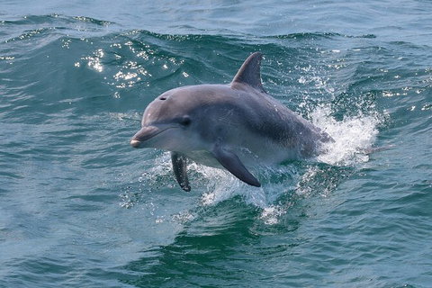 Jervis Bay Boom Netting And Dolphins Tour - Hervey Bay Accommodation 8