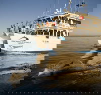Jervis Bay Dolphin Watch Cruise - Hervey Bay Accommodation