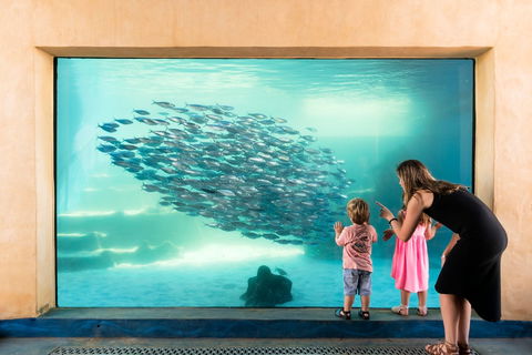 AQWA The Aquarium Of Western Australia - Hervey Bay Accommodation 0