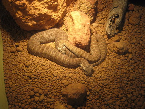 Armadale Reptile Centre - Hervey Bay Accommodation 1