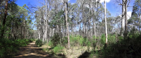Blue Range Camping And Picnic Area - Hervey Bay Accommodation 1