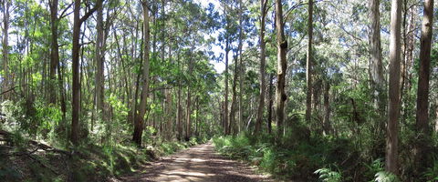 Blue Range Camping And Picnic Area - Hervey Bay Accommodation 2