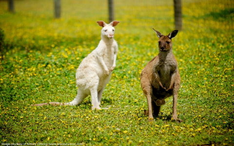 Bordertown Wildlife Park - Hervey Bay Accommodation 0