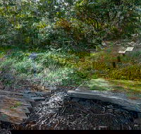 Browns Forest Loop Trail - Hervey Bay Accommodation