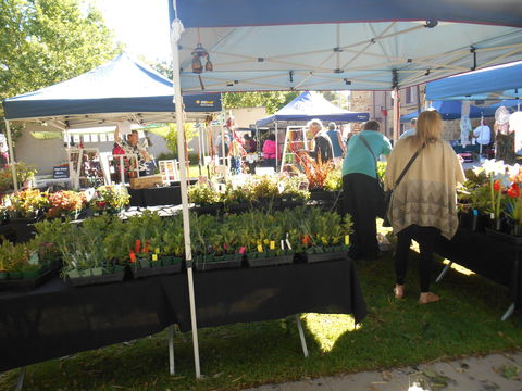 Clare Show Market - Tourism Hervey Bay 1