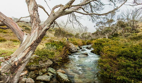 Dead Horse Gap Walking Track - Hervey Bay Accommodation 0