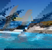 Dolphin Marine Conservation Park - Tourism Hervey Bay