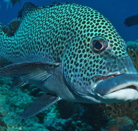 Fish Bowl Dive Site - Tourism Hervey Bay