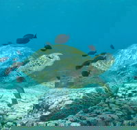Flinders Reef Dive Site - Hervey Bay Accommodation