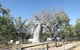 Gregory's Tree, Timber Creek - thumb 0