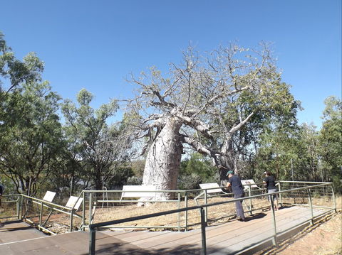 Gregory's Tree, Timber Creek - Hervey Bay Accommodation 0
