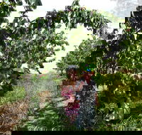 Harben Vale Pick Your Own Cherries - Hervey Bay Accommodation