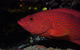 Maori Wrasse Bommie Dive Site - thumb 0