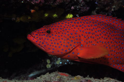 Maori Wrasse Bommie Dive Site - Hervey Bay Accommodation 0