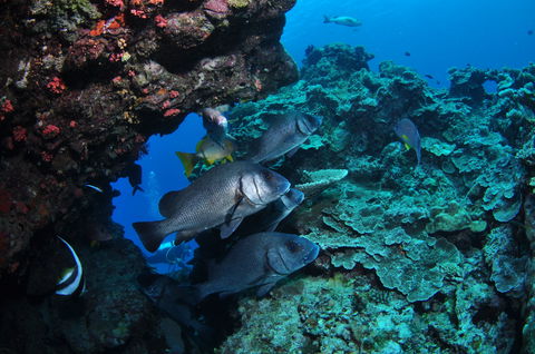 Maori Wrasse Bommie Dive Site - Hervey Bay Accommodation 1