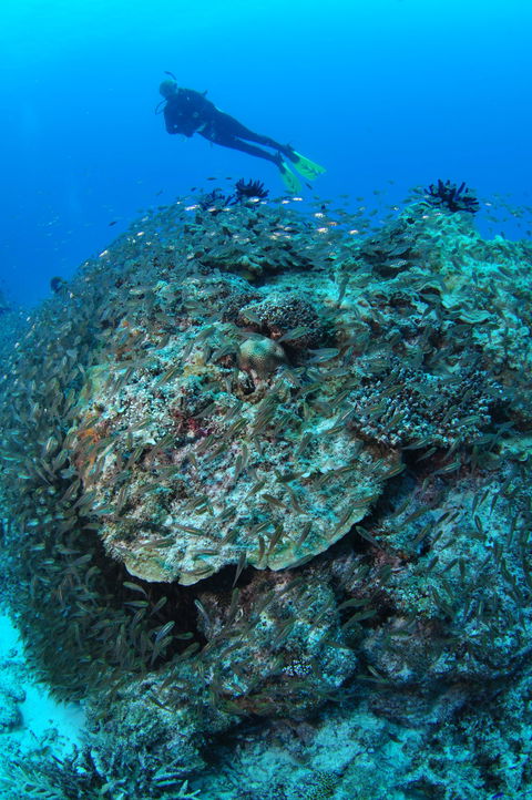 Maori Wrasse Bommie Dive Site - Hervey Bay Accommodation 2