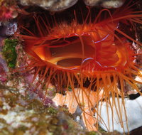 Pixie Pinnacle Dive Site - Tourism Hervey Bay