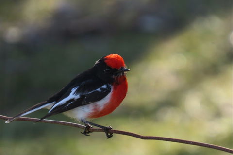 Weddin Bird Trails - Hervey Bay Accommodation 0