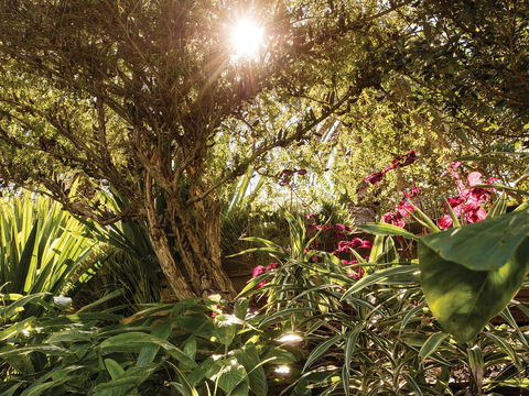 Wendy Whiteley's Secret Garden - Hervey Bay Accommodation 1