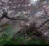 Wildwood Garden - Tourism Hervey Bay