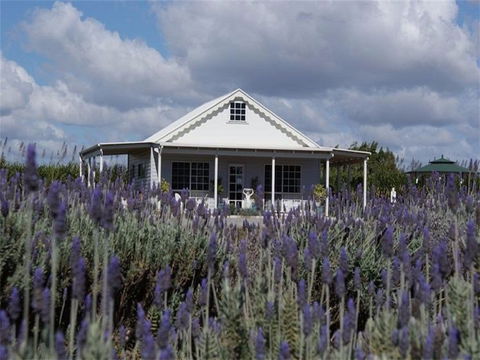 Amandine Lavender - Hervey Bay Accommodation 0
