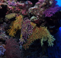Around The Bend Dive Site - Tourism Hervey Bay