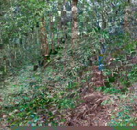 Blackbutt walking track - Hervey Bay Accommodation