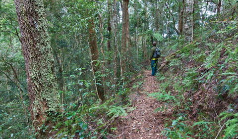 Blackbutt Walking Track - Hervey Bay Accommodation 0
