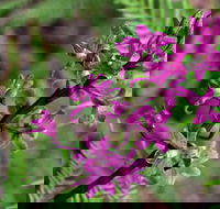 Cassinia Walking Track - Tourism Hervey Bay