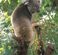 Caversham Wildlife Park - Tourism Hervey Bay