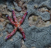 Clam Gardens Dive Site - Tourism Hervey Bay