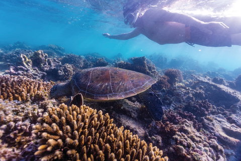 Complete Ningaloo Reef Experience - Hervey Bay Accommodation 0