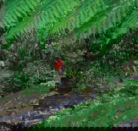 Goldsborough Valley Wooroonooran National Park - Hervey Bay Accommodation