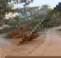 Karlkurla Bushland Park - Tourism Hervey Bay