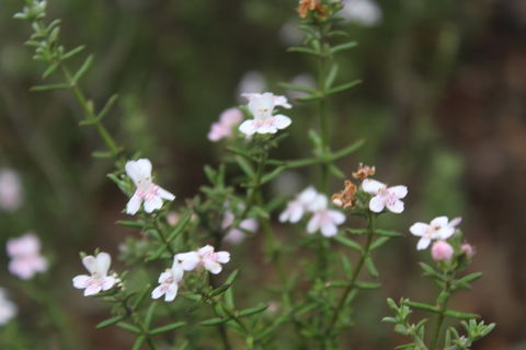 Karlkurla Bushland Park - Tourism Hervey Bay 2