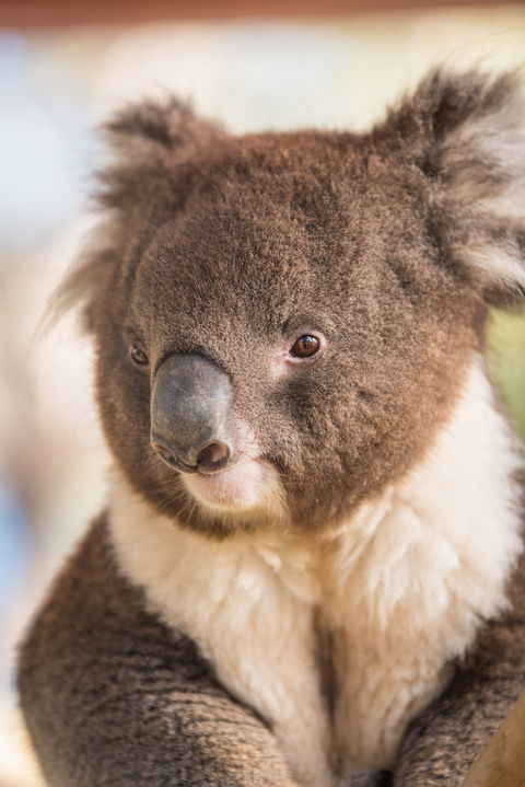 Kyabram Fauna Park - Hervey Bay Accommodation 0
