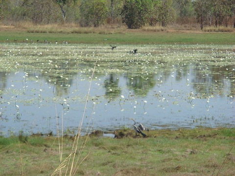 Leaning Tree Lagoon Nature Park - Hervey Bay Accommodation 0
