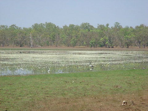 Leaning Tree Lagoon Nature Park - Hervey Bay Accommodation 1