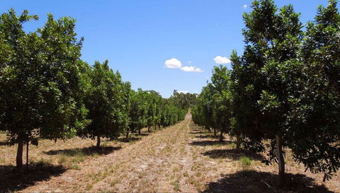 MacNuts WA Shop And Factory - Tourism Hervey Bay 0