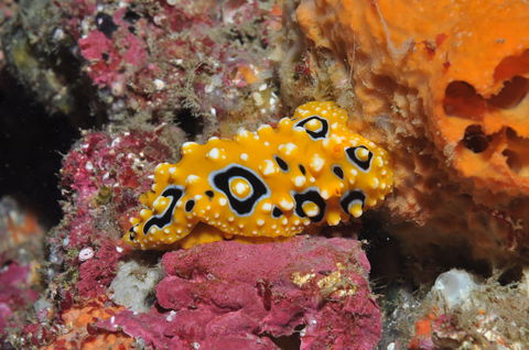 Magic Mountain Dive Site - Tourism Hervey Bay 0