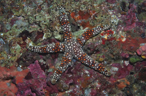 Magic Mountain Dive Site - Tourism Hervey Bay 1