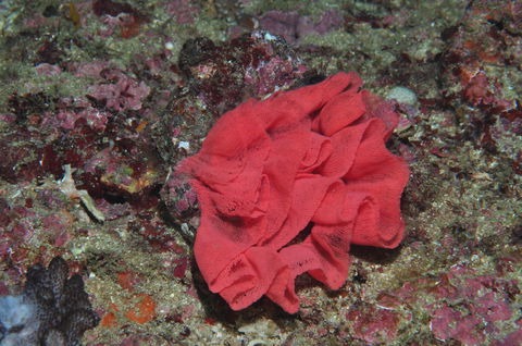 Magic Mountain Dive Site - Tourism Hervey Bay 2