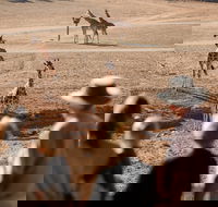 Monarto Safari Park - Hervey Bay Accommodation