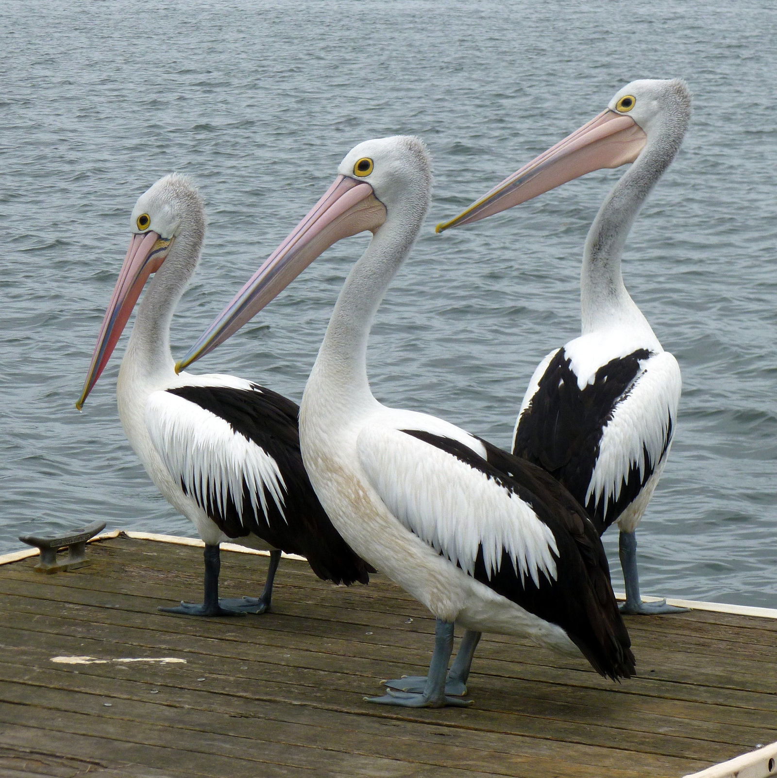  Hervey Bay Accommodation