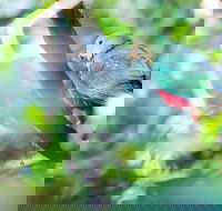 Satinbird Stroll - Hervey Bay Accommodation