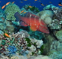 Steve's Bommie Dive Site - Tourism Hervey Bay