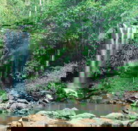 Tamborine National Park - Hervey Bay Accommodation
