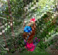 TreeTop Challenge - Sunshine Coast - Hervey Bay Accommodation